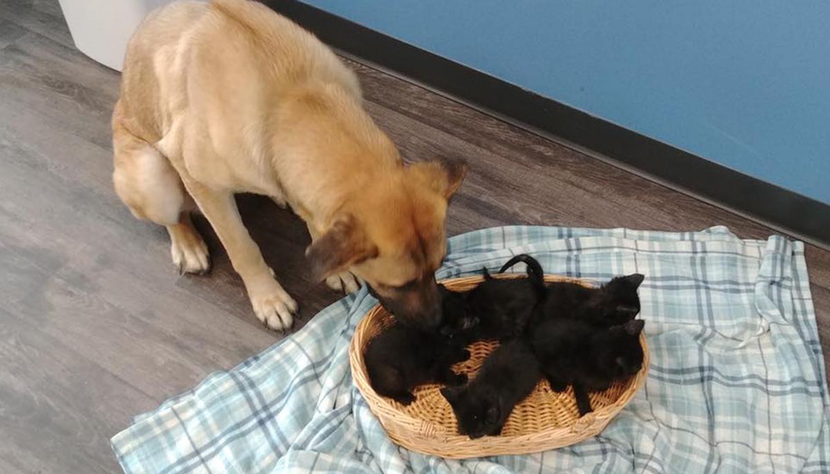 Stray Dog Found on Side of the Road in the Snow Cuddling 5 Orphaned Kittens to Keep Them Warm