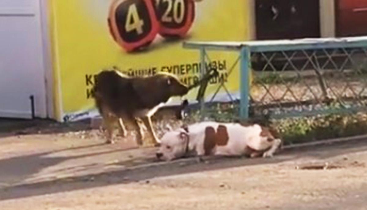Stray Dog Sees ‘Abandoned’ Dog With Leash Tied to a Fence and ‘Rescues’ His New Friend