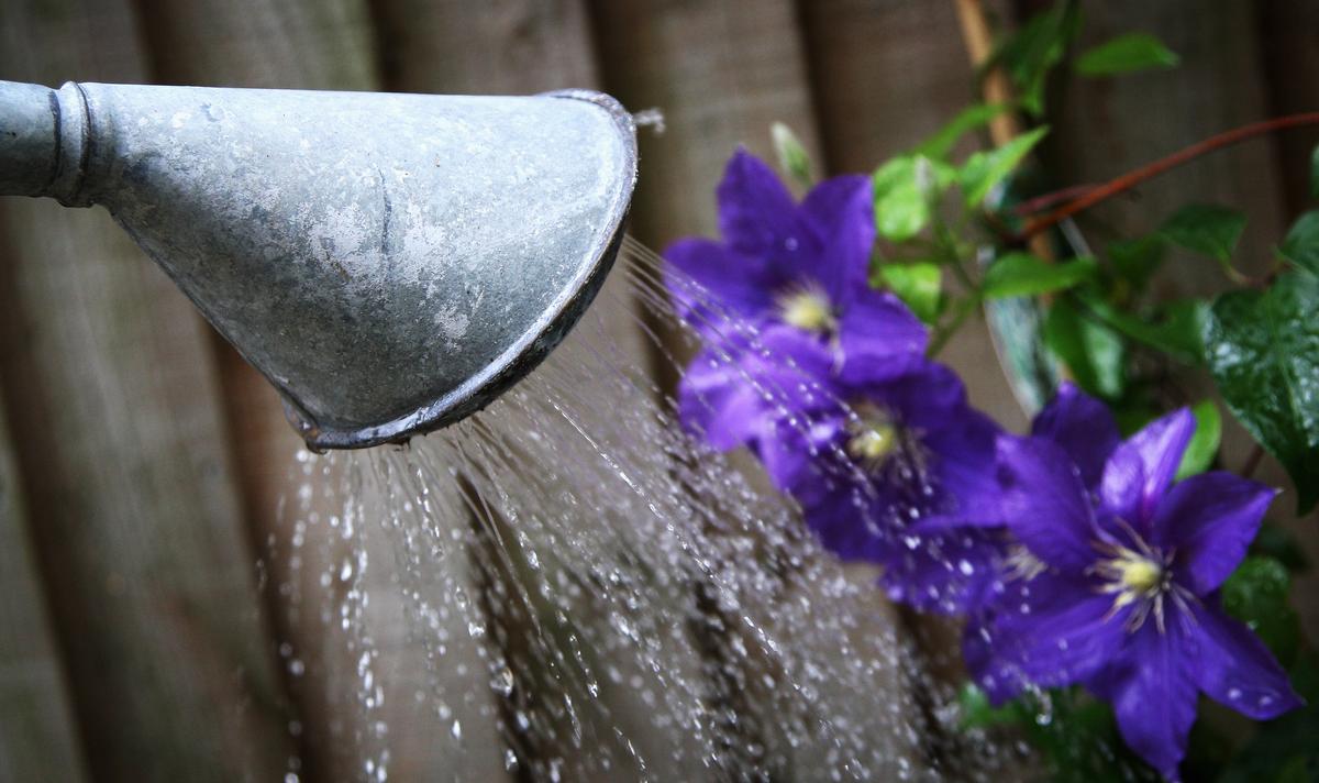 Watering Plants Is Actually Good for You