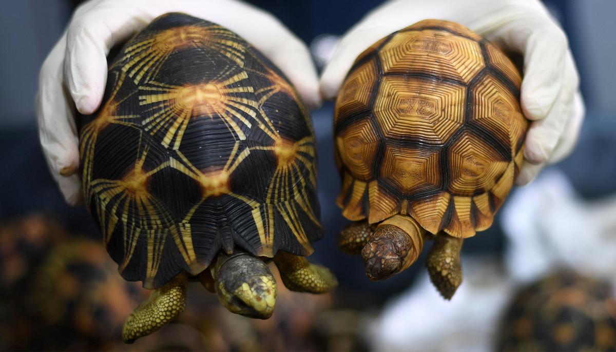 ‘It Was So Awful’: Nearly 10,000 Stolen Rare Tortoises Found Crammed in a Home in Madagascar