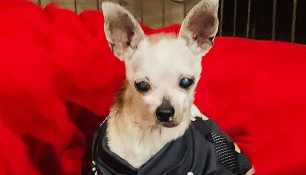 Tiny Dog Abandoned at the Vet for Being ‘Too Old’ Goes Viral on Social Media, Finds Forever Home