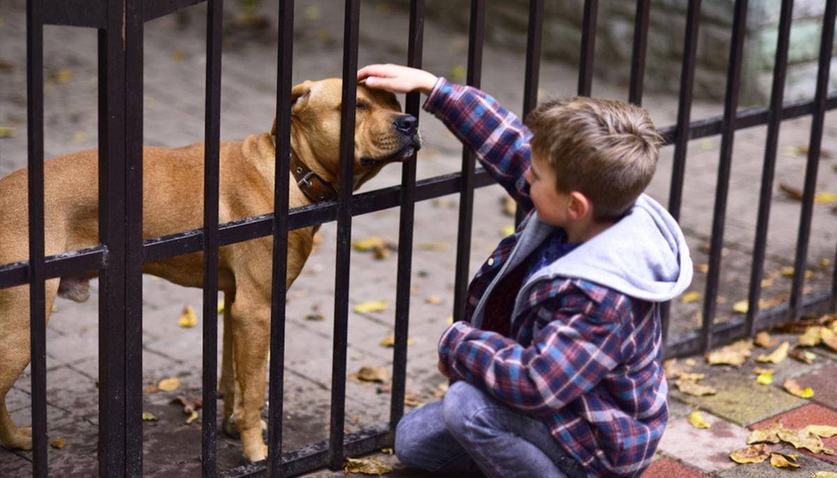 Shelter Dog Makes His Own Bed Every Day, Can’t Get Adopted–Until Couple Sees This Video