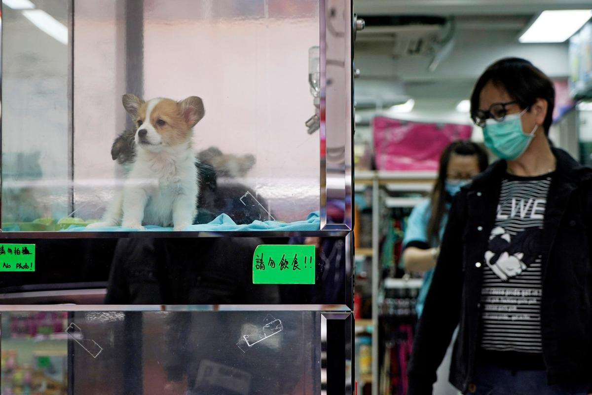 Dog With New Coronavirus Likely a Case of Human-to-Animal Transmission: Experts