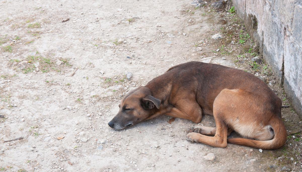 Stray Dog That Waited On the Same Spot Every Day to Be Saved Finds Forever Home