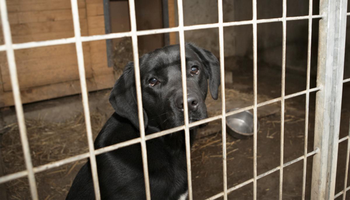 Dog Sick From Living 9 Years at Shelter Finally Goes Home With Foster Mom, Blossoms