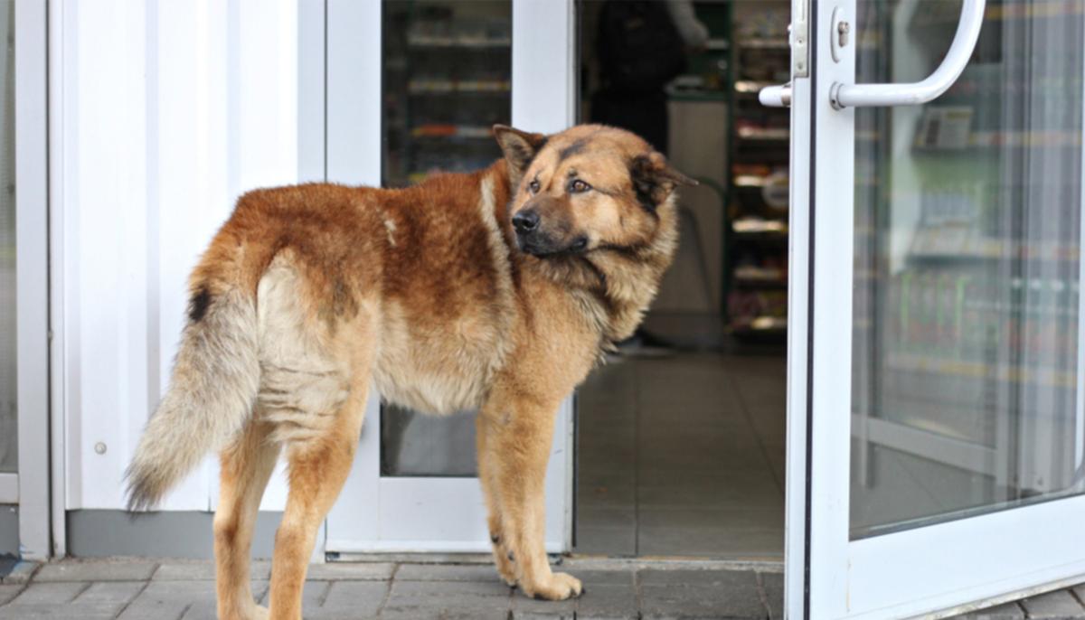 Stray Dog ‘Subway Sally’ Waits Outside a Sandwich Shop Every Night for a Free Meal