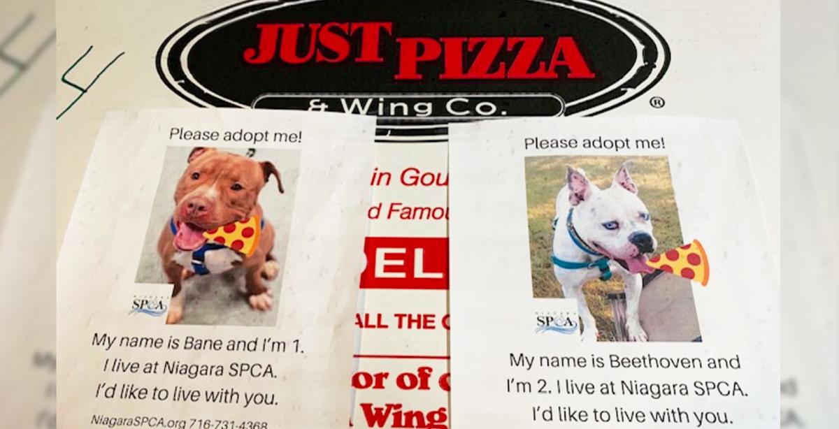 Pizza Shop Puts Photos of Shelter Dogs on Delivery Boxes to Help Them Find Homes