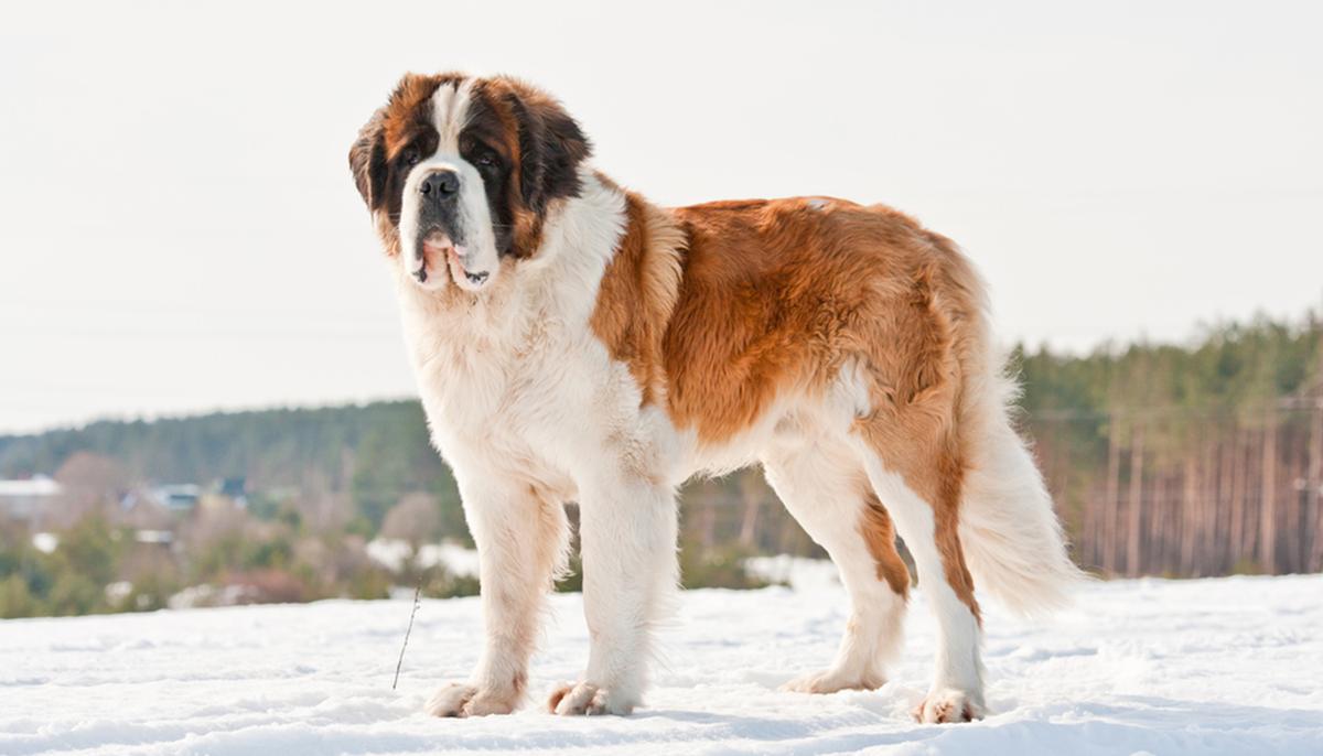 Homeless, Giant, 130-Pound Saint Bernard Dog Gets Adopted, Meets Forever Family for First Time