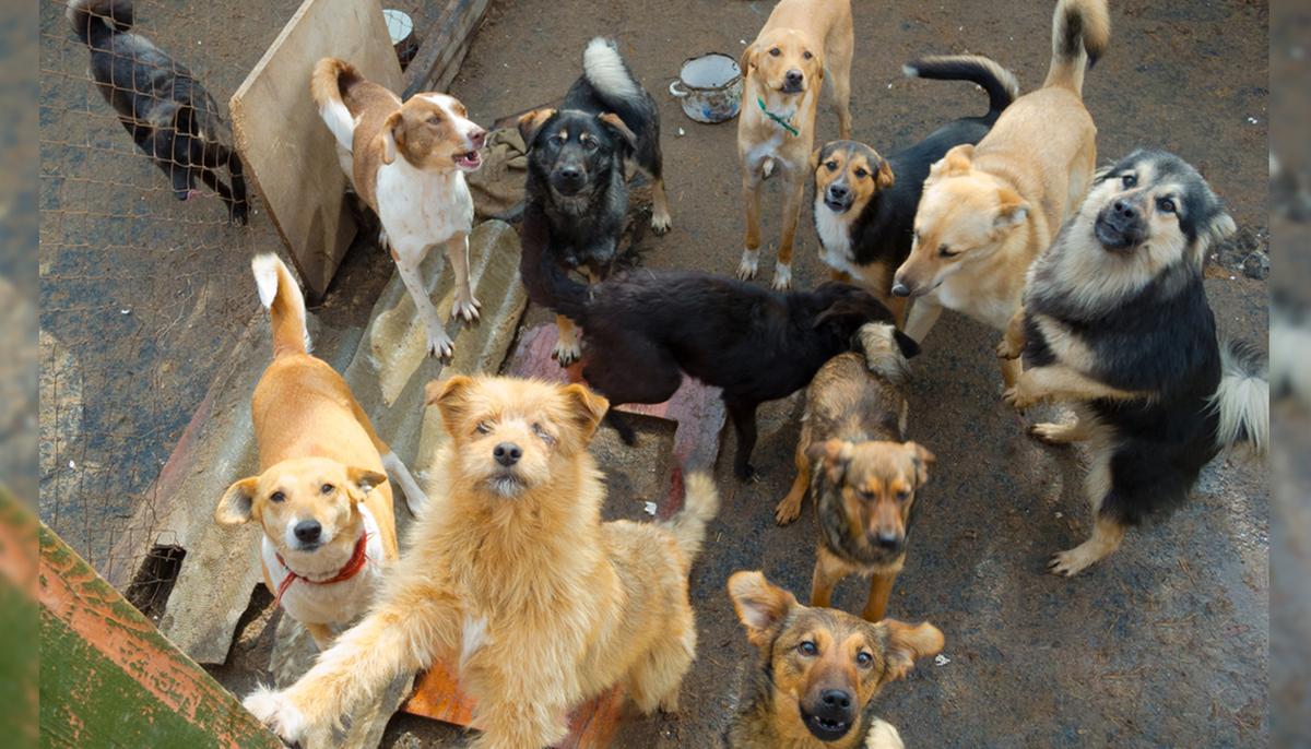 People Adopting Dogs, Cats in New York State to Get $100 Tax Credits, New Bill Promises