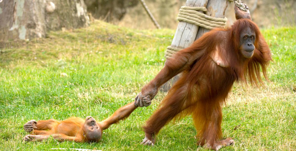 Baby Orangutan Throws Tantrum as His Unamused Mom Drags Him Around Safari Park Enclosure