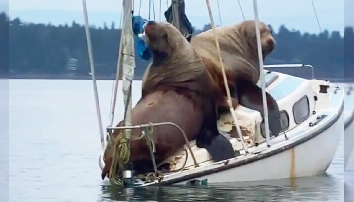 Hilarious Video Captures Giant Sea Lions ‘Borrowing’ Boat Off Coast of Washington
