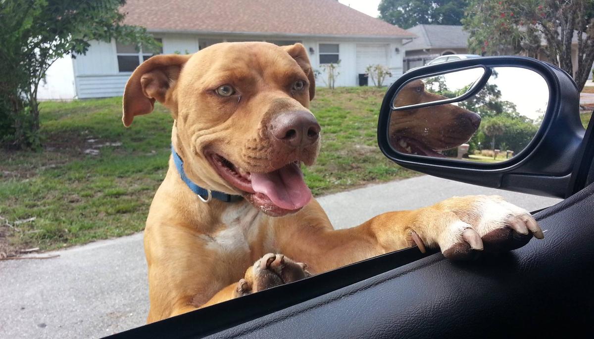 County Sheriff’s Office Responds to Call of Pit Bull on Loose–but He Was Just Looking for New Friends