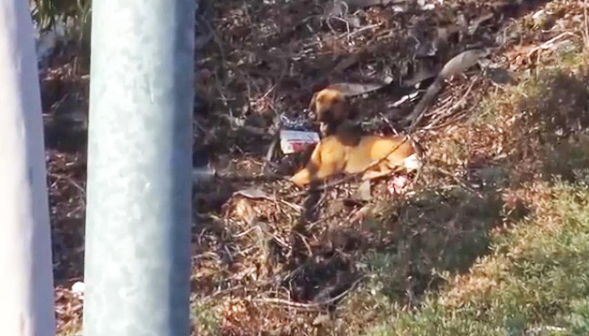 Video: Dog Rescuers Try to Save Fearful, Starving Stray Dog Living by Busy Freeway in LA