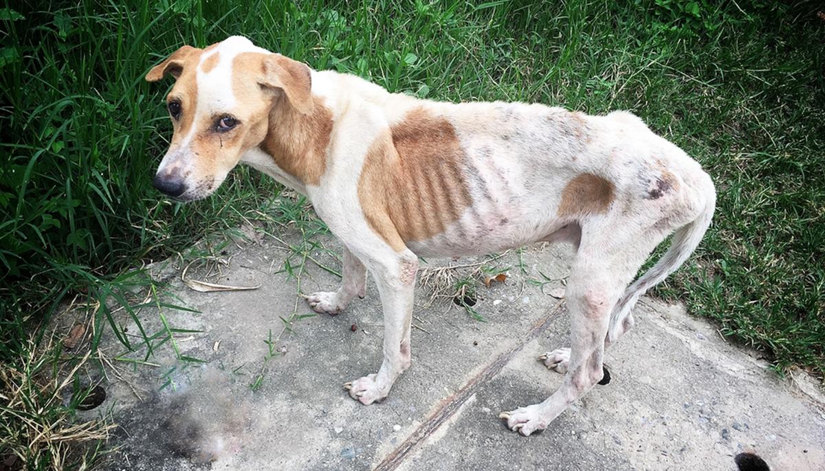 Woman Banned From Owning a Pet for Life After Severely Neglecting Her Bulldog