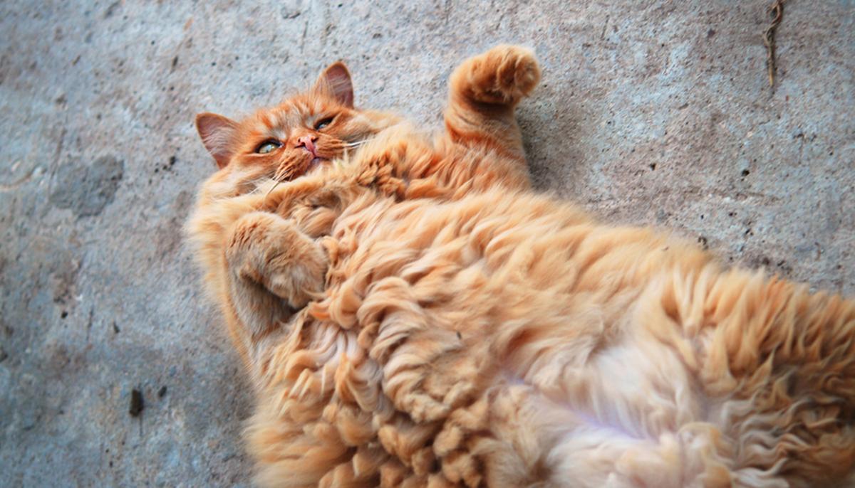 36-Pound Cat That Was Placed at a Shelter After Owner Died Finds Perfect Forever Home