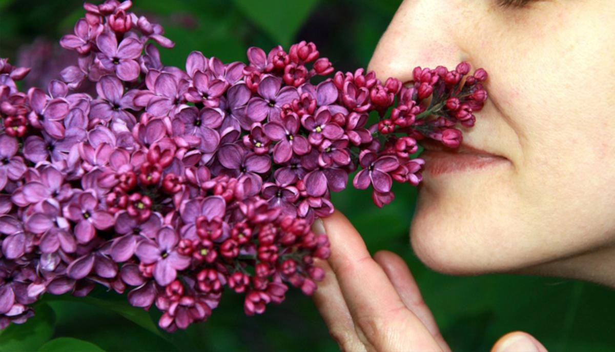 Experts Warn: Loss of Smell or Taste Alone Could Indicate a ‘Silent Spreader’ of CCP Virus