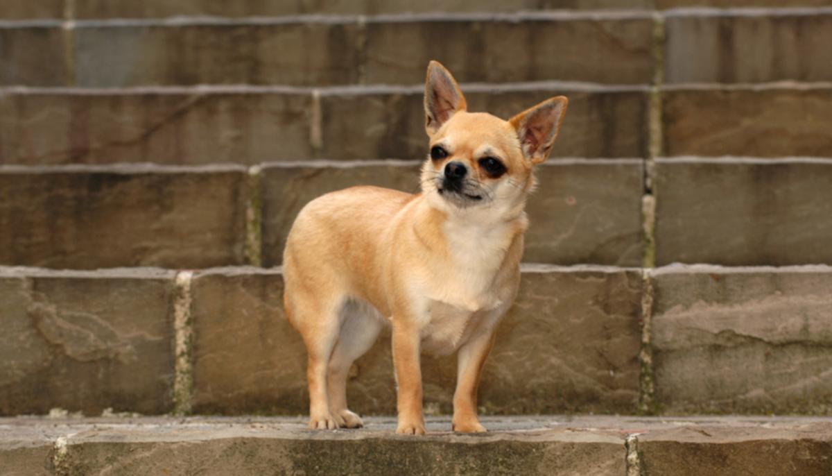 Owner Sends His Dog to Buy Cheetos From Shop Amid CCP Virus Lockdown