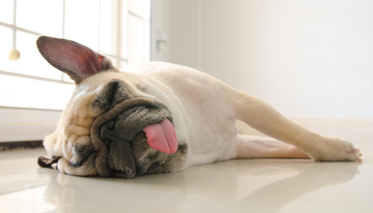 What Your Dog’s Sleeping Position Reveals About Their Personality and Psychology