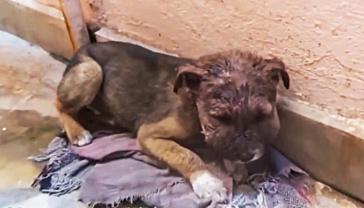 Stray Puppy With Swollen Head Infection Hides Alone in Alleyway on Dirty Blanket, Until Rescuers Arrive