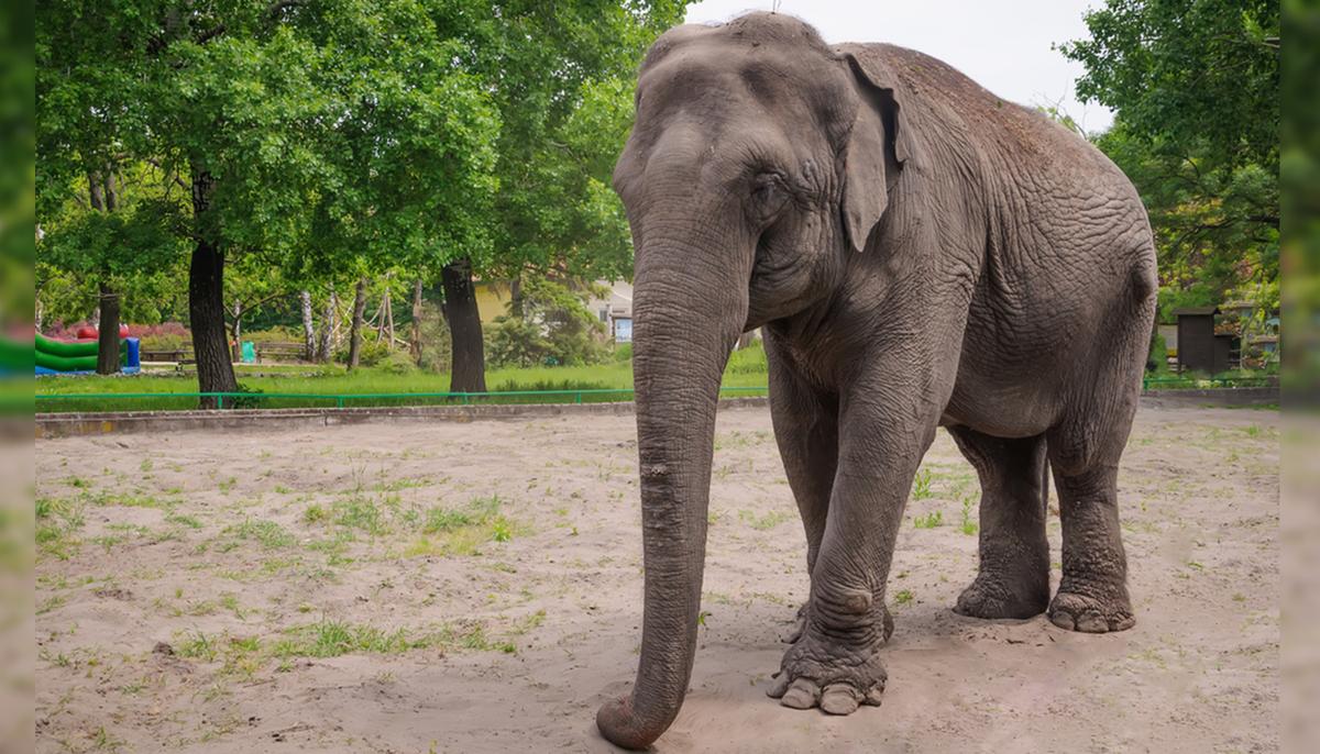 San Antonio Zoo Celebrates Lucky the Elephant’s 60th Birthday via Livestream