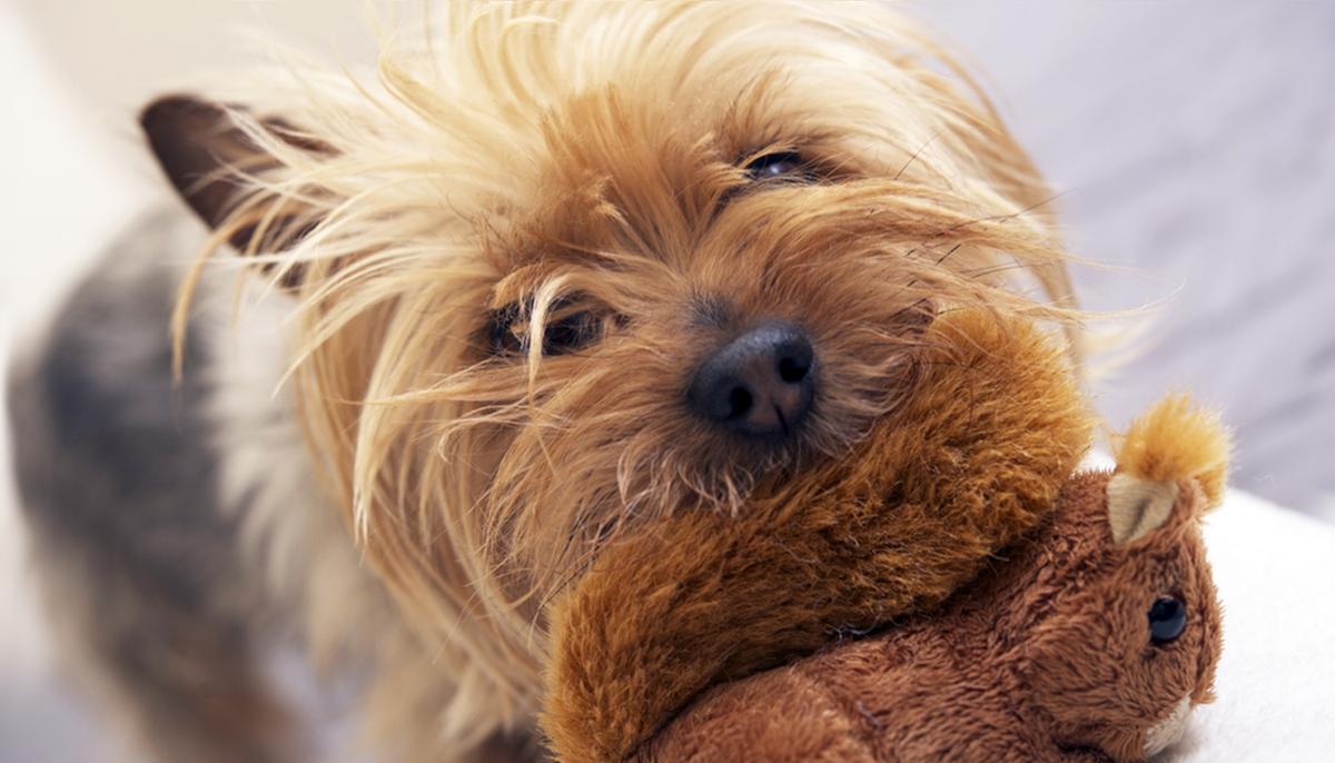 Man Can’t Stop Laughing When His Dog Puts On Gag False Teeth, Wears Them Around the House