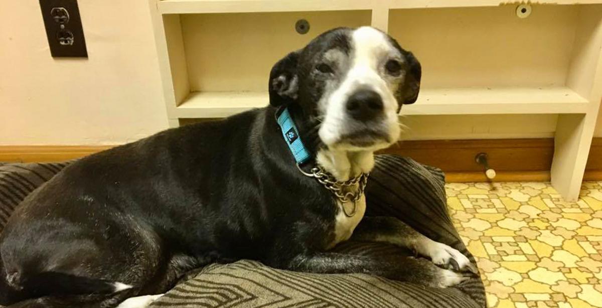 Family Brings Senior Dog to Vet to Be Euthanized Because They Don’t Like Her Enough, So Vet Intervenes