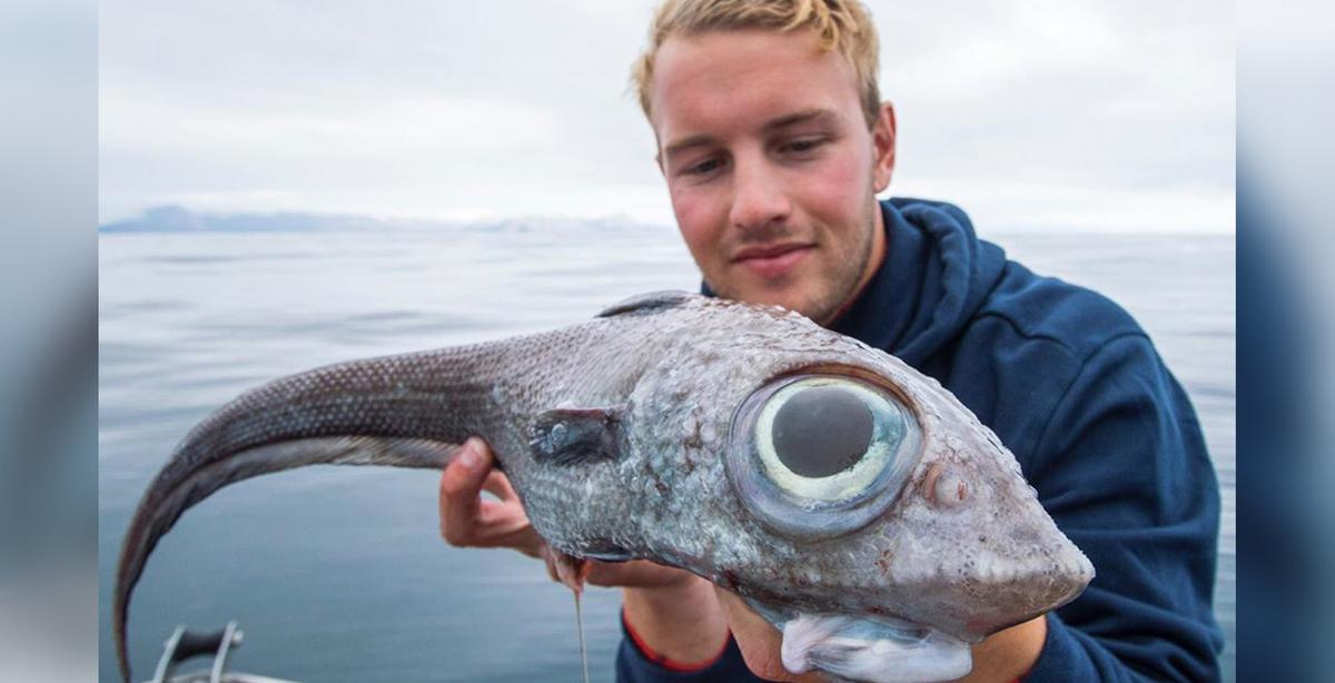 Fisherman Reels In Dinosaur-Like ‘Ghost Shark’ From 800 Meters Underwater Off Coast of Norway