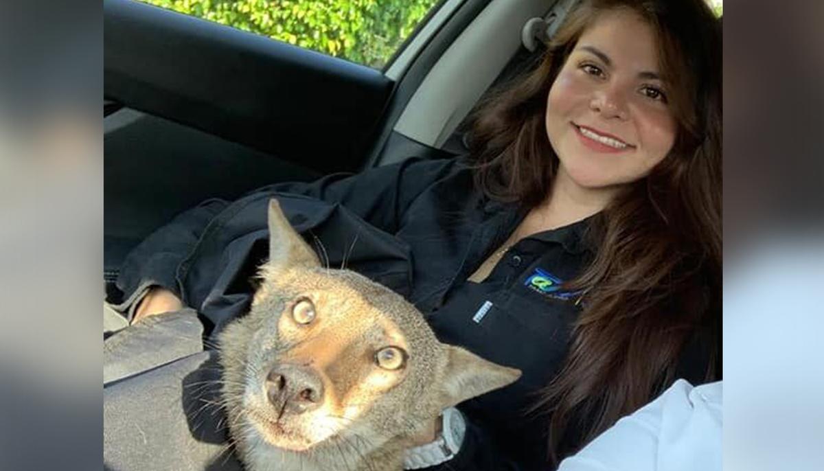 Woman Finds ‘Dog’ Hit by Car and Rescues Him Only to Discover He’s Actually a Coyote