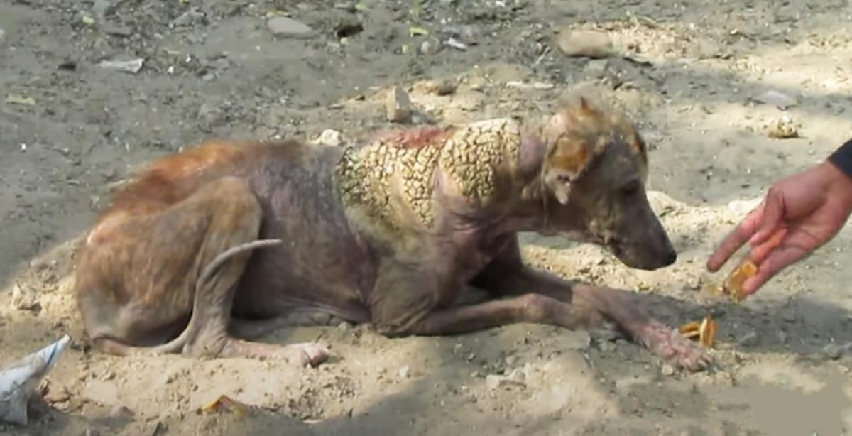 Stray, Mangy Dog With Skin Looking Like Barnacles Undergoes Incredible Transformation