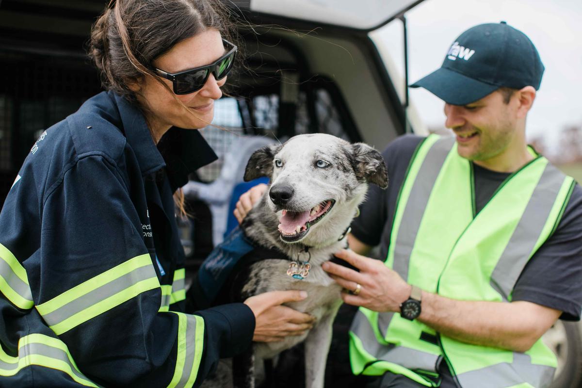 Australian Dog Named Bear Finds 100 Koalas Stranded by Bushfires