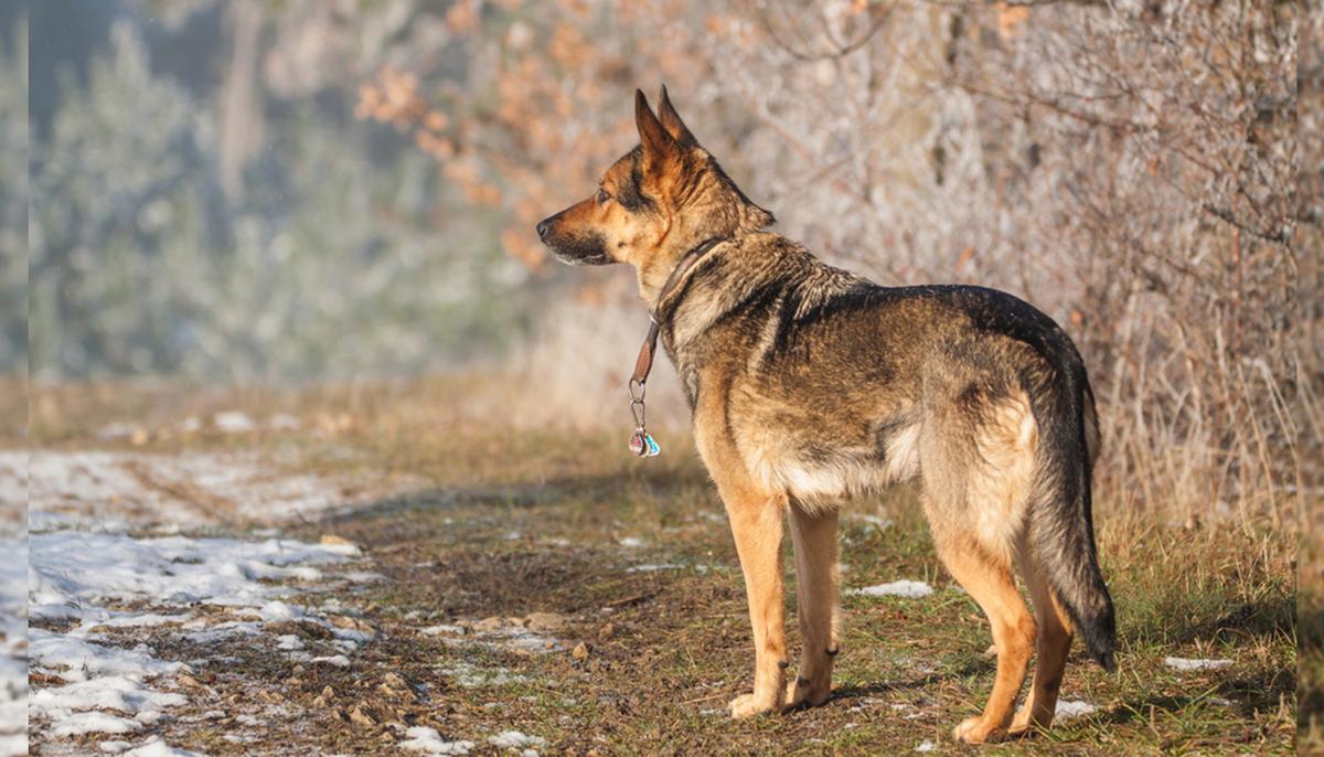 K-9 Team Searches for Missing Toddler in the Woods, Then Rescuer Hears the Word ‘Doggy’​