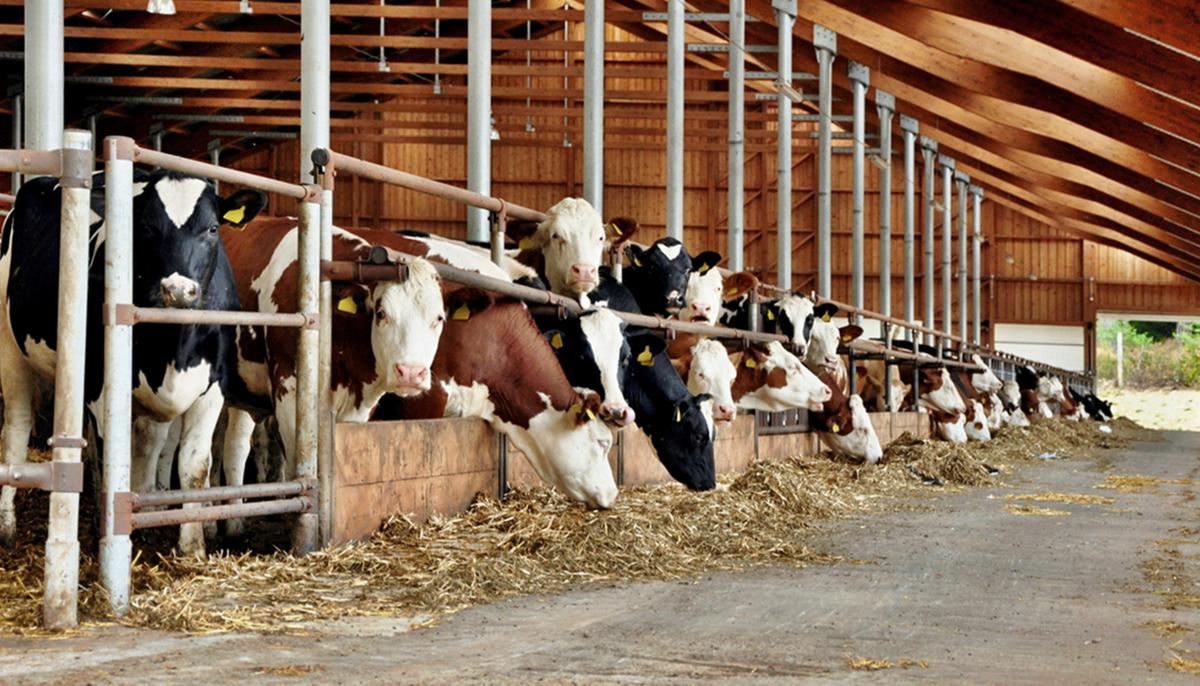 Dairy Farmer Bottles Own Product and Sells it Directly to Locals to Avoid Dumping Milk