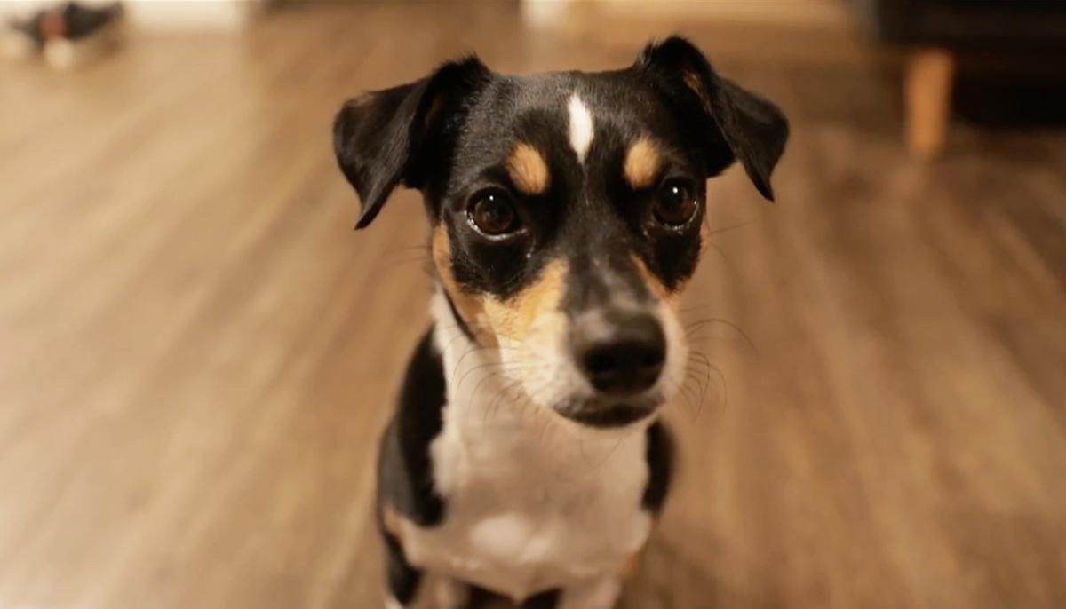 Dog That Once Struggled to Find a Forever Home Can Spell Her Name and Count Numbers