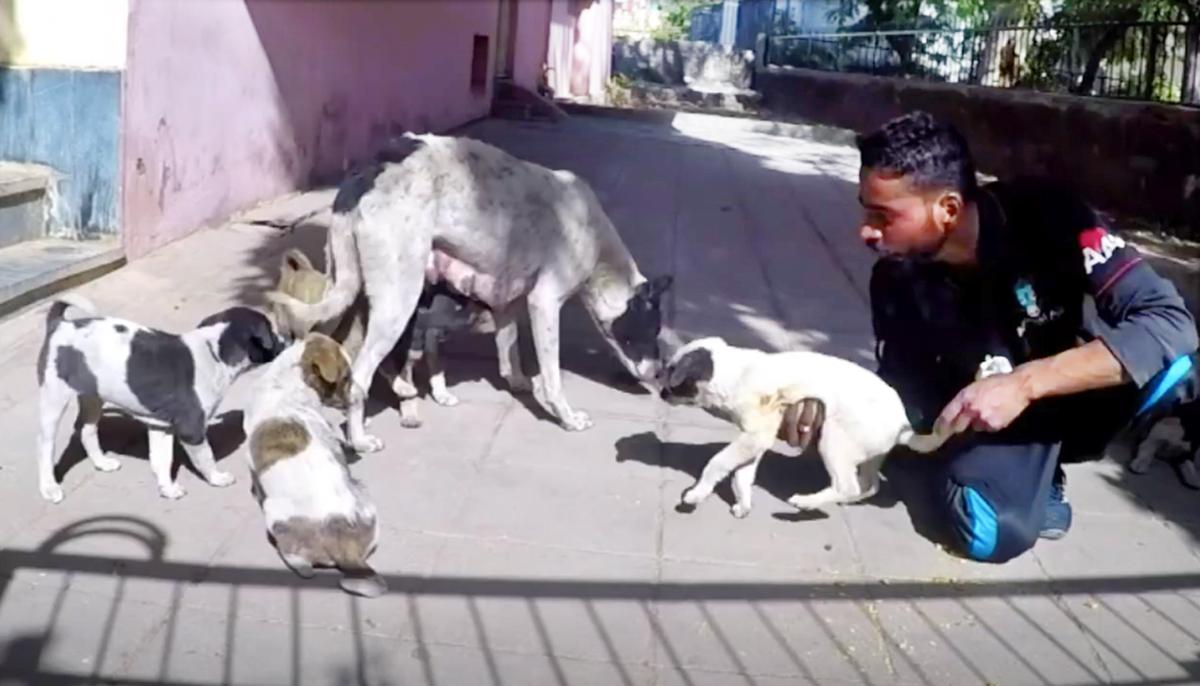 Puppy With Two Deep Wounds Recovers and Reunites With Mama Dog After She Cried for Help