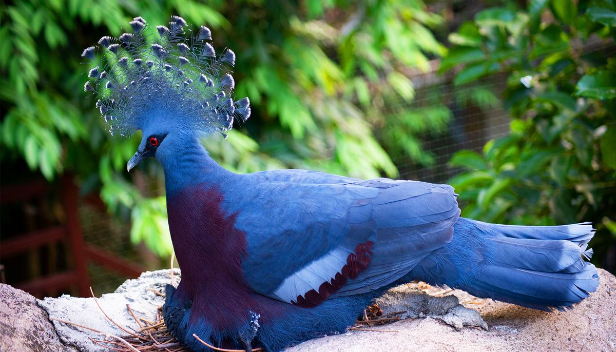 The Victoria Crowned Pigeon Is the Largest, Most Beautiful Pigeon in the World
