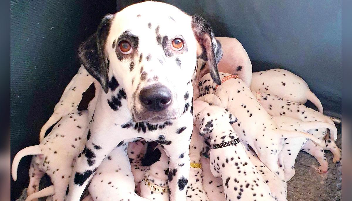 Dalmatian Mom Gives Birth to Huge Litter of 18 Spotted Puppies: ‘They Just Kept On Coming’
