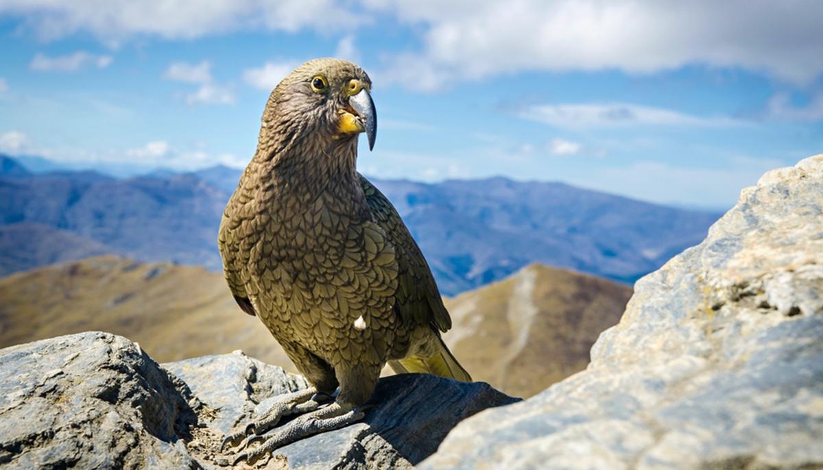 Meet the Kea, This Intelligent Bird Is the World’s Only Alpine Parrot and Is Dwindling