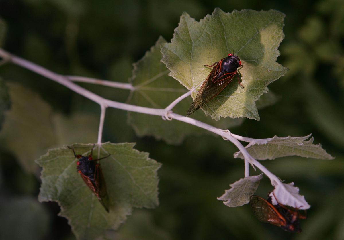 Millions of Cicadas Are Expected to Emerge After 17 Years Underground Because, of Course, It’s 2020