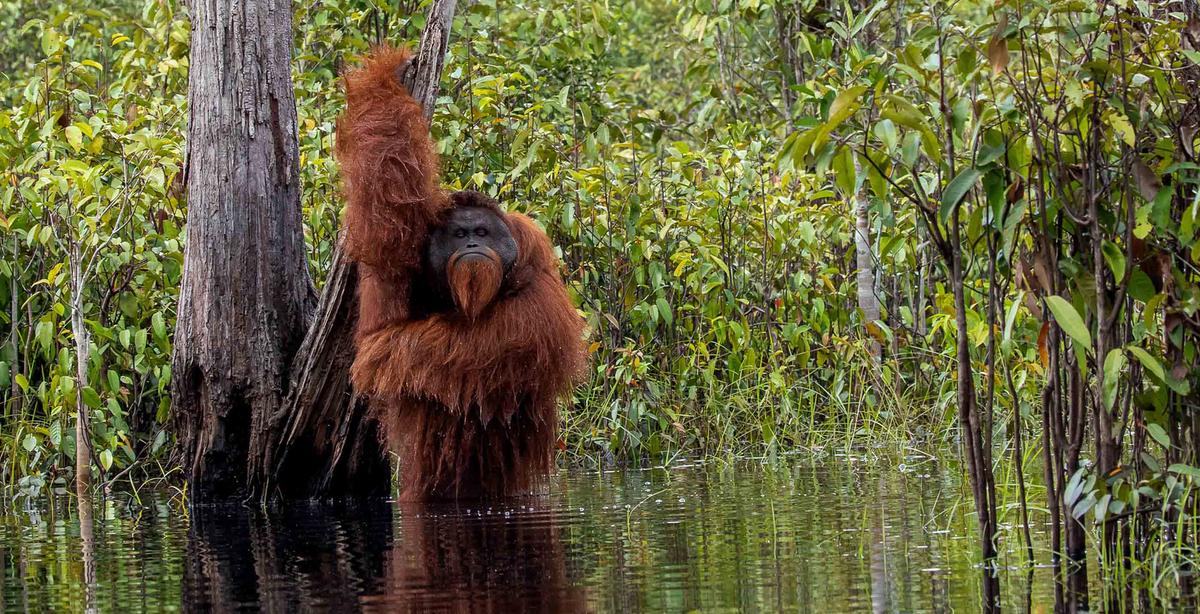 Photographer Snaps Rare & Hilarious Picture of Orangutan Taking a Bath in a River in Indonesia