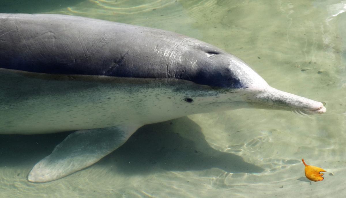 Wild Humpback Dolphin Brings Gifts of Coral From Ocean Floor to Visitors in Australia
