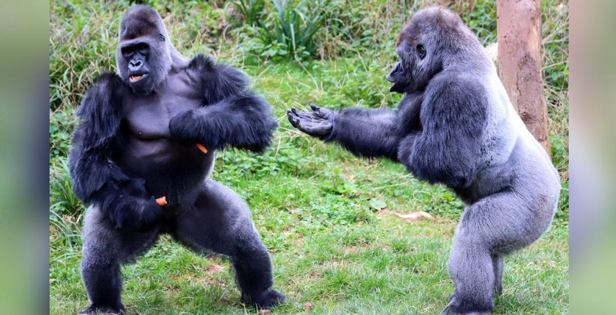 Hilarious Photos Show Two Big Gorillas in Heated Debate Over Food