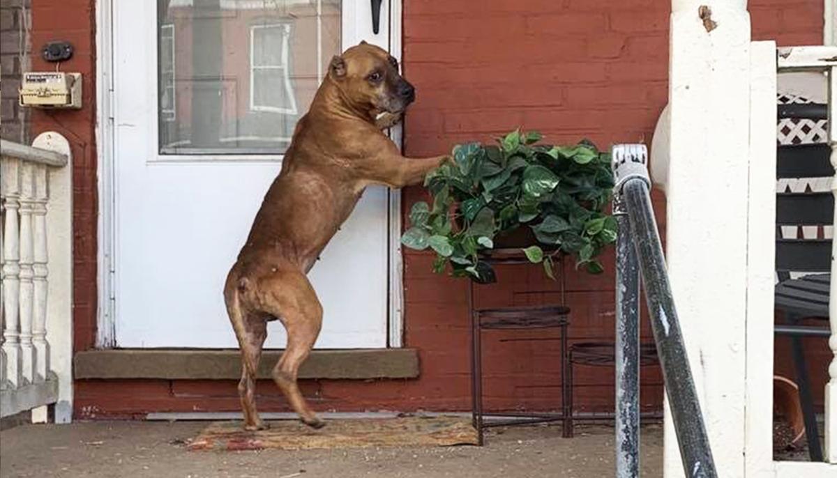 Heartbroken Dog Waits on Porch After Family Moved Away–Until a Stranger Wins His Heart
