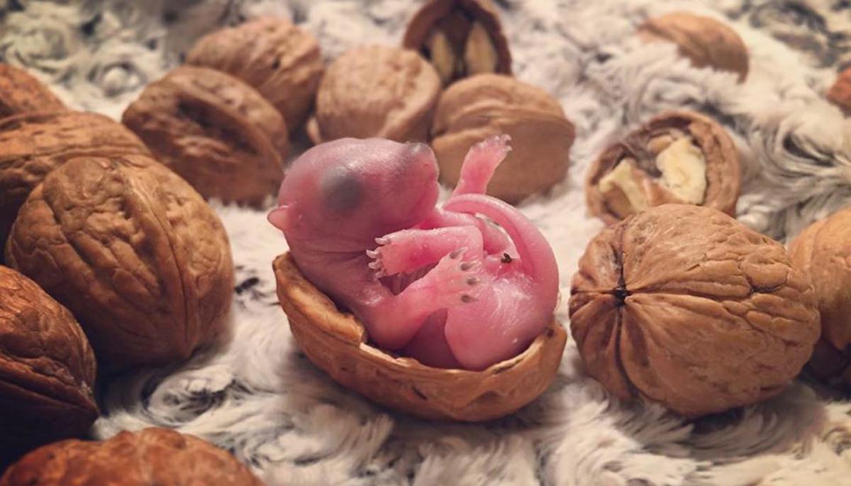 Man Finds Baby Squirrel on His Bed, 4 Years After Rescue It Grows Up to Be an Adorable Pet