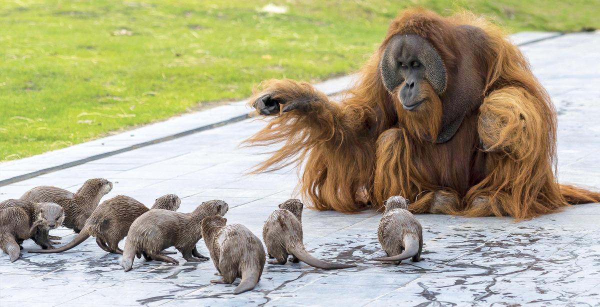 Orangutans Befriend Group of Otters at Zoo as Part of Enrichment Program, and the Photos Are Adorable