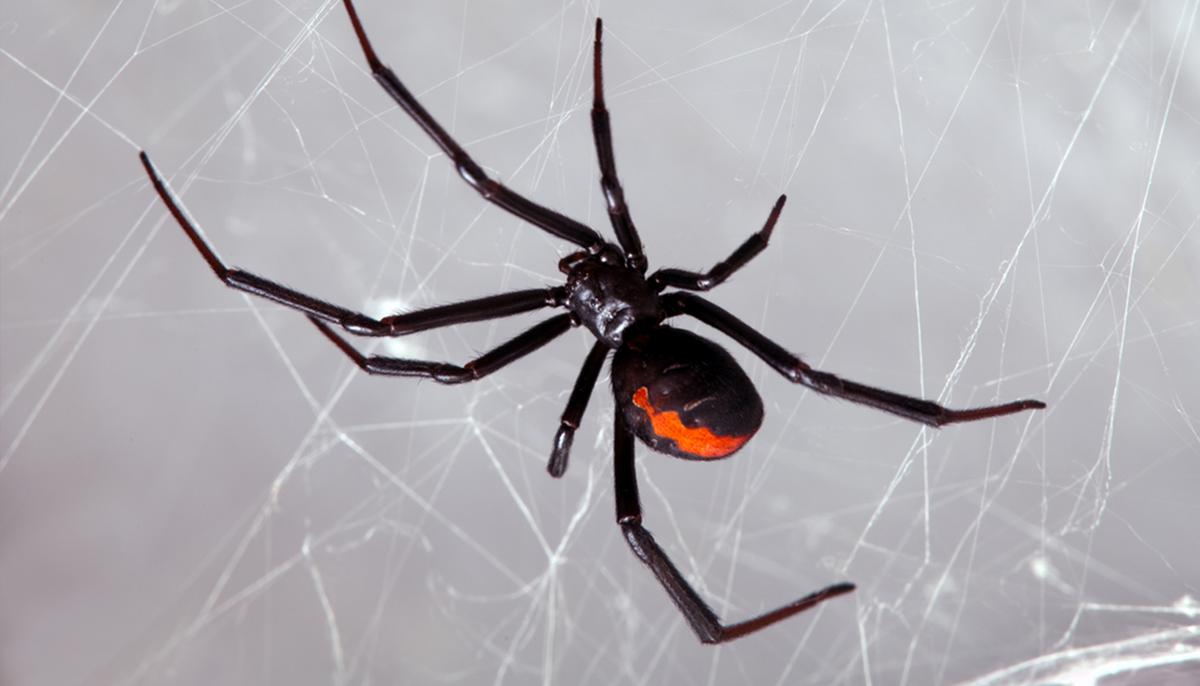 3 Boys Rushed to Hospital After Letting Black Widow Spider Bite Them to Become Like ‘Spider-Man’