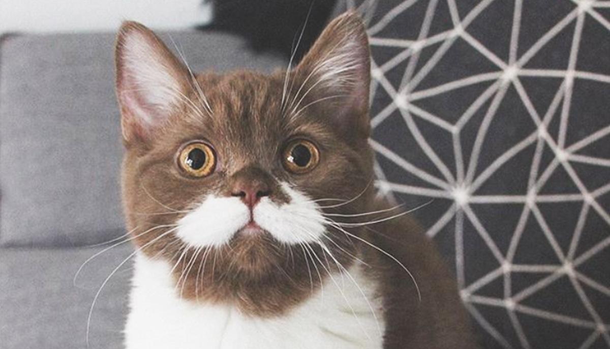 Kitten With Adorable White ‘Mustache’ and ‘Tuxedo’ Gains Fame on Instagram With 60,000 Followers