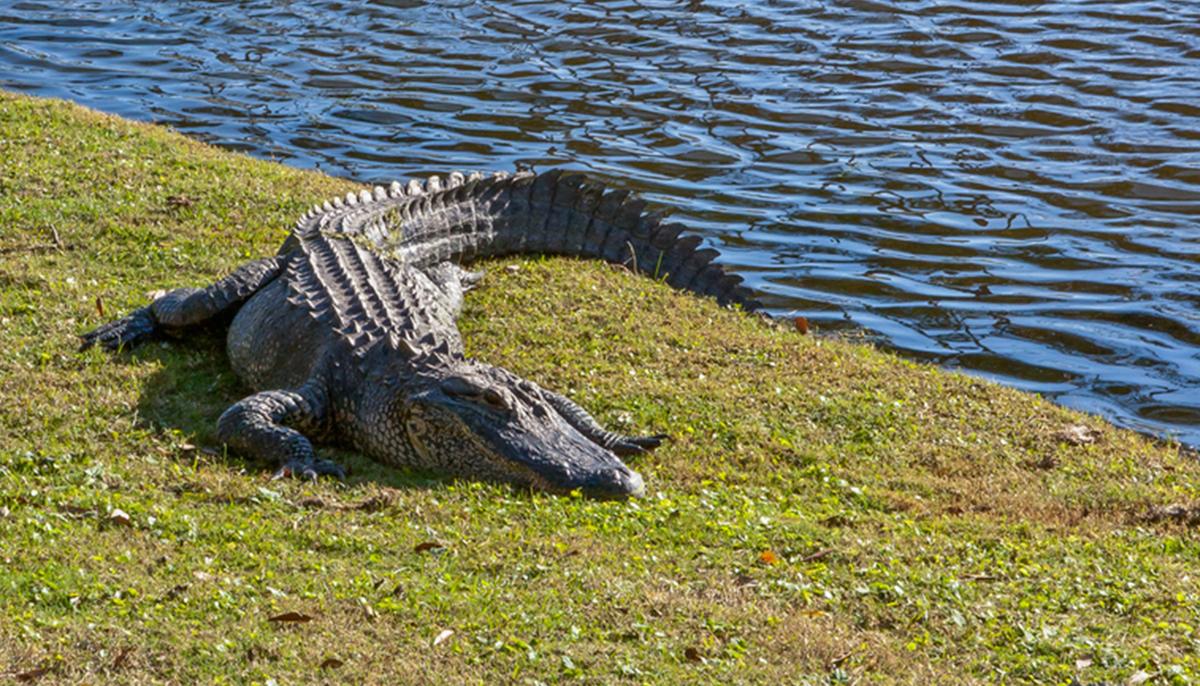 Confused Alligator Found Outside Front Door of Venice Home Caught on Doorbell Camera