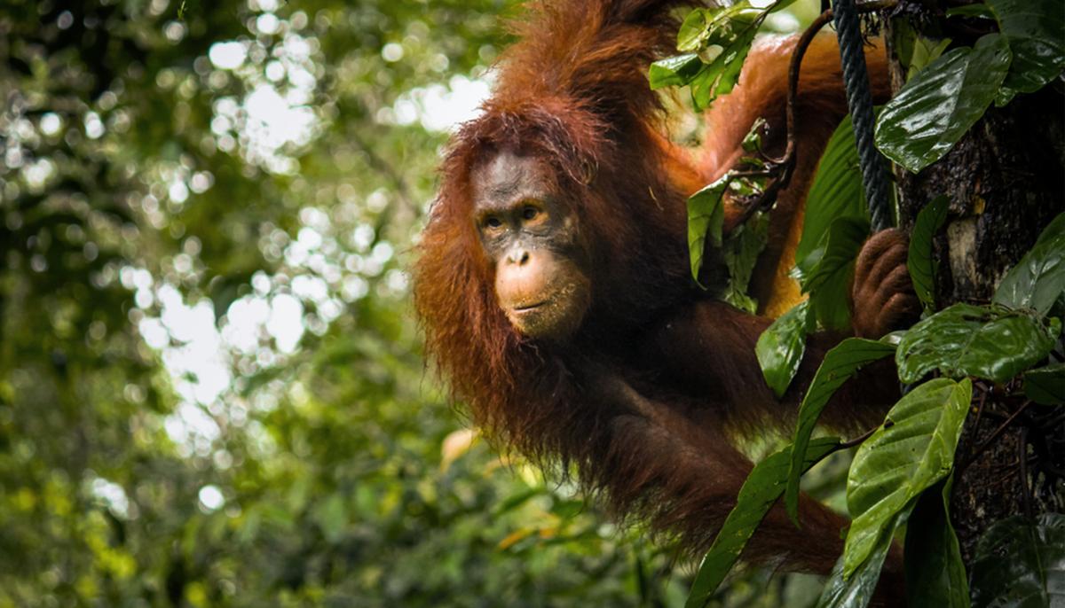 Adorable Photo Shows Orangutan Lending a Hand to Man Wading in Snake-Infested Waters