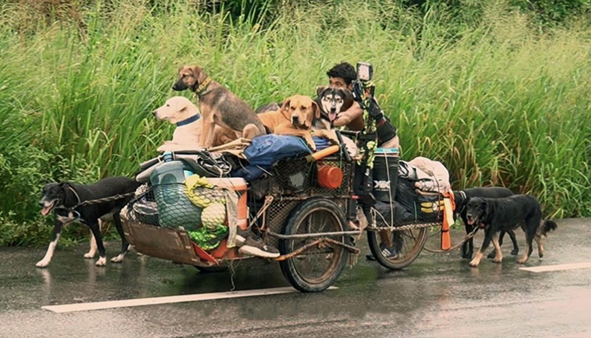 Man Walks Thousands of Miles Collecting Stray Dogs and Finds Homes for Them in Mexico