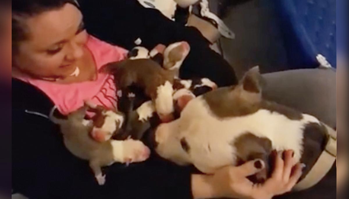 Pit Bull Mom Gives Birth to 11 Pups and Brings All of Them to Her Human Mom Who Rescued Her